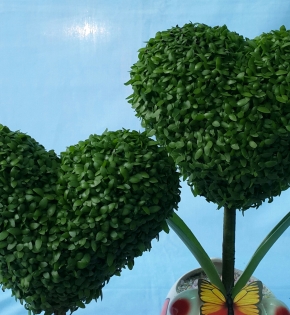 Cây may mắn