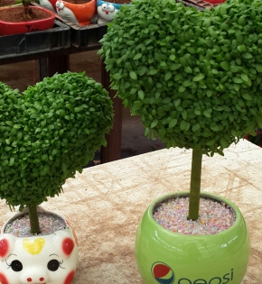 Cây may mắn