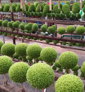 Cây may mắn