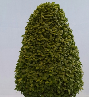CÂY MAY MẮN