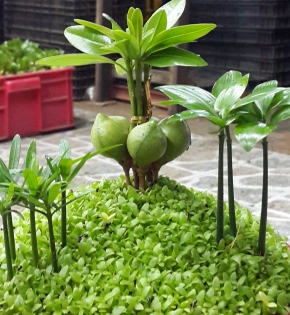 Cây kim giao