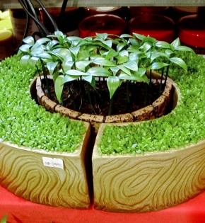 Cây kim giao