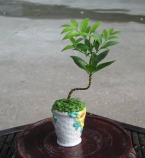 Cây kim giao