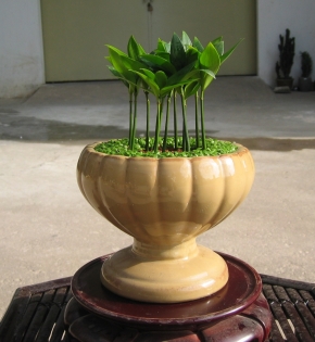 Cây kim giao