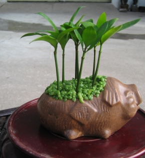 Cây kim giao