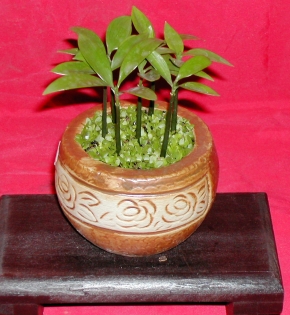 Cây kim giao