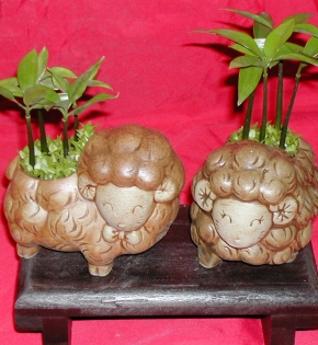 Cây kim giao