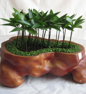CÂY KIM GIAO