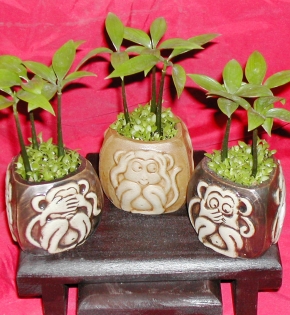 Cây kim giao