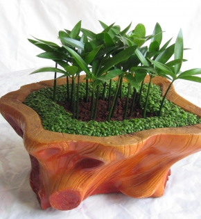 CÂY KIM GIAO
