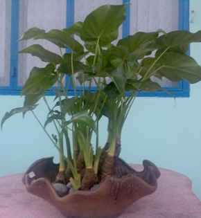 CÂT TAY PHẬT