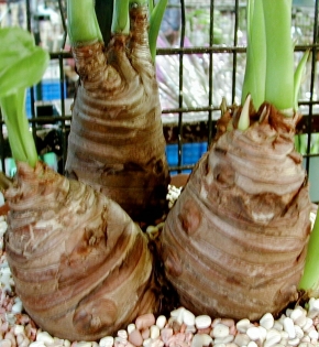 CÂY TAY PHẬT