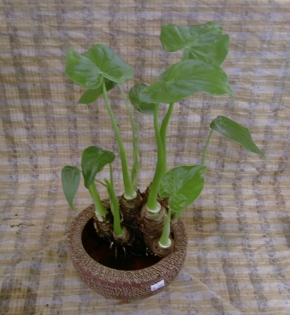 CÂY TAY PHẬT