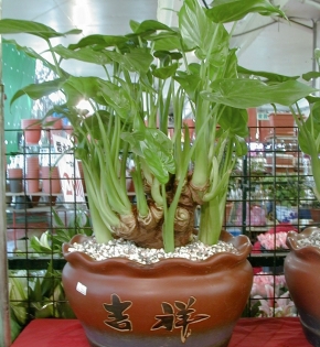 CÂY TAY PHẬT