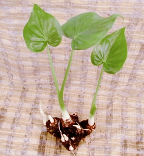 CÂY TAY PHẬT