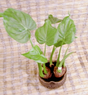 CÂY TAY PHẬT