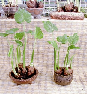 CÂY TAY PHẬT