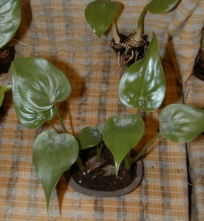 CÂY TAY PHẬT