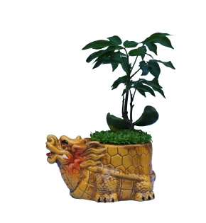 CÂY CẨM THẠCH