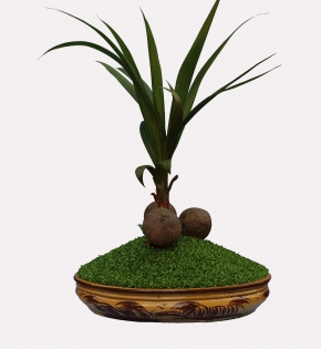 Cây dừa