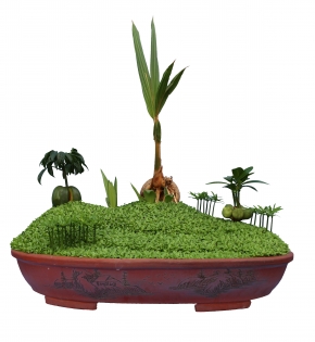 Cây dừa