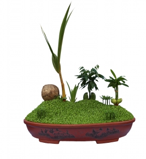Cây dừa