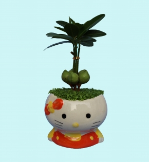 CÂY TÀI LỘC