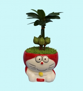 CÂY TÀI LỘC