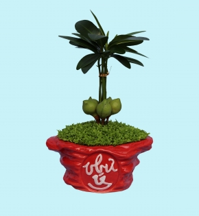 CÂY TÀI LỘC