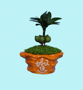 CÂY TÀI LỘC