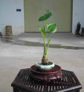 CÂY TAY PHẬT