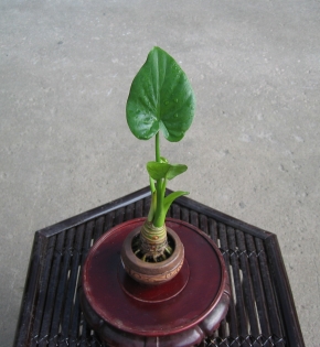 CÂY TAY PHẬT