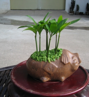 CÂY KIM GIAO