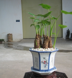 CÂY TAY PHẬT