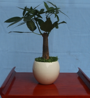 Cây kim ngân
