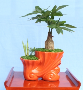 Cây kim ngân