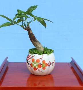 Cây kim ngân