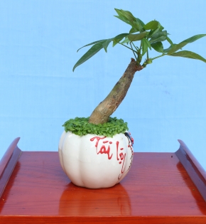Cây kim ngân