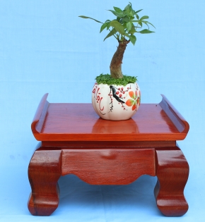 Cây kim ngân