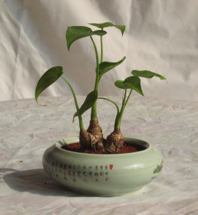 CÂY TAY PHẬT