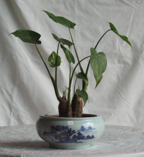 CÂY TAY PHẬT