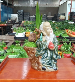 CÂY DỪA