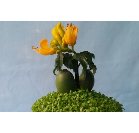 Cây cẩm thạch