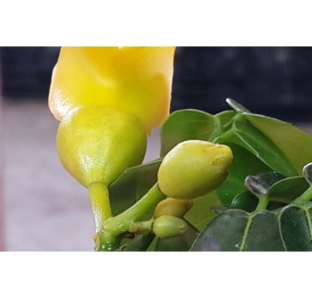 Cây cẩm thạch