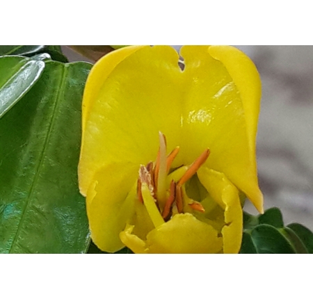 CÂY CẨM THẠCH