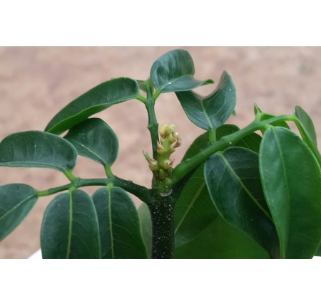 CÂY CẨM THẠCH