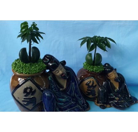 Cây cẩm thạch
