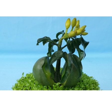 Cây cẩm thạch