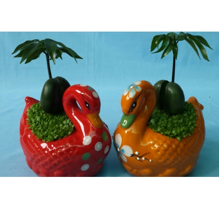 Cây cẩm thạch