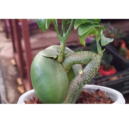 CÂY CẨM THẠCH